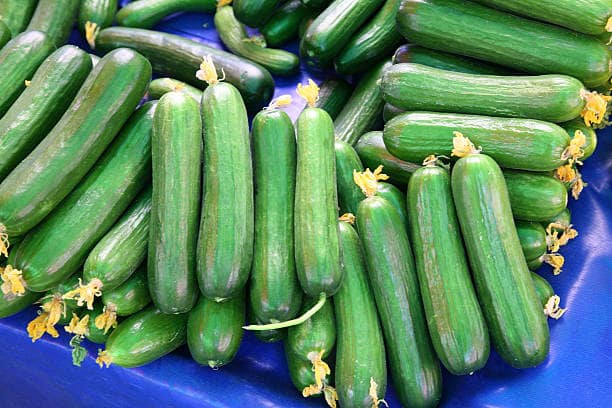 خرید و فروش خیار قلمی با شرایط فوق العاده